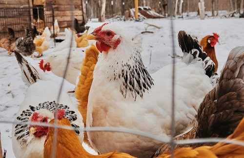 Image of chickens in the snow